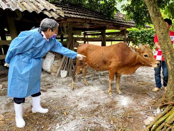 Hà Nội: Chủ động phòng chống dịch bệnh mùa đông xuân trên đàn vật nuôi