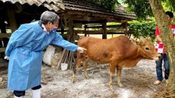 Hà Nội: Chủ động phòng chống dịch bệnh mùa đông xuân trên đàn vật nuôi