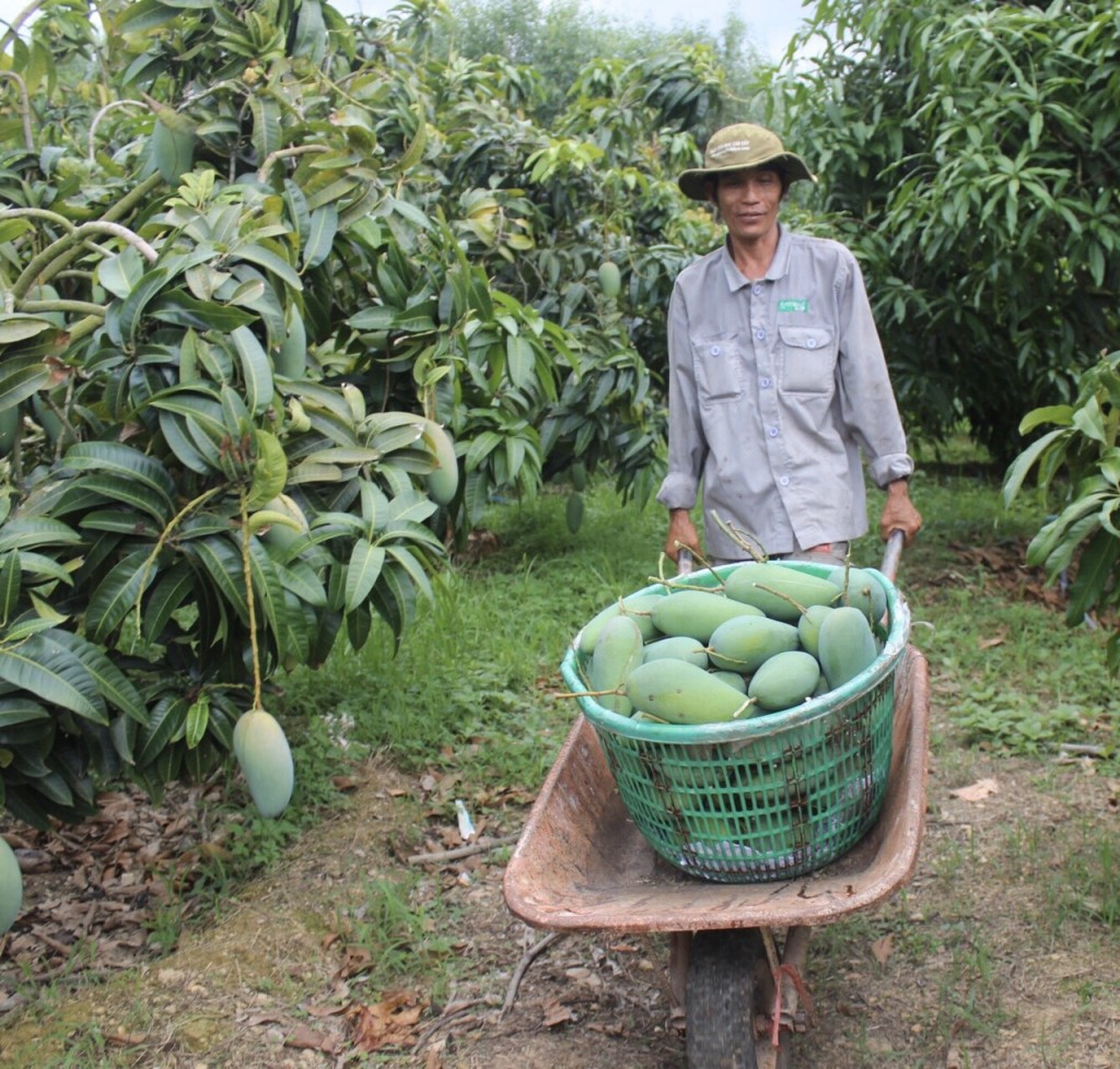 Đẩy mạnh kết nối cung - cầu giúp giảm áp lực, khó khăn cho các hợp tác xã