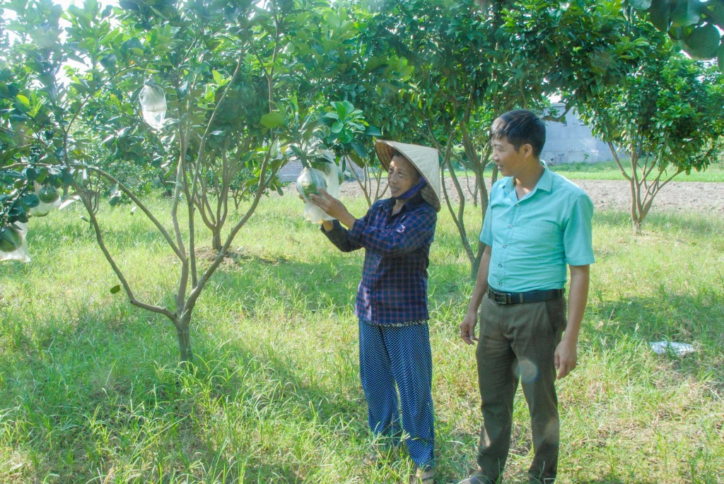 Xây dựng mô hình vườn mẫu Nông thôn mới nâng cao thu nhập người dân