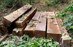 Quảng Nam: "Lâm tặc" bỏ gỗ lậu khi thấy công an