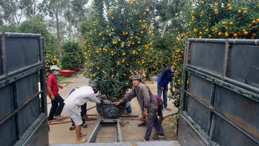 Quảng Nam: Quất cảnh Cẩm Hà "cháy hàng", nông dân phấn khởi bất chấp dịch Covid-19