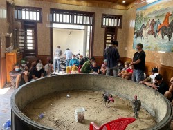 Đà Nẵng: Ập vào trường gà, phát hiện 40 người đang cá cược ăn tiền