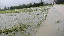 Quảng Nam: Mưa lớn gần 500mm, nhiều diện tích lúa, dưa hấu bị ngập nặng