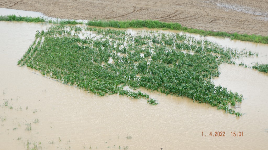 Một xã có hơn 105 hecta cây trồng bị hư hại do mưa lớn trái mùa