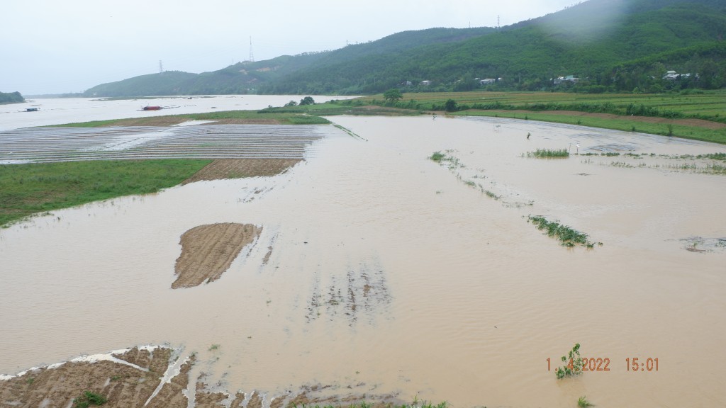 Một xã có hơn 105 hecta cây trồng bị hư hại do mưa lớn trái mùa