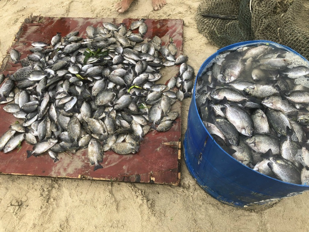 Hàng chục lồng bè nuôi cá dìa trôi ra biển trong đêm, thiệt hại hàng tỷ đồng