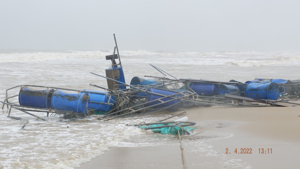 Quảng Nam: 8,5 tấn cá dìa, cá bớp trôi ra biển trong đêm, người dân thiệt hại hàng tỷ đồng