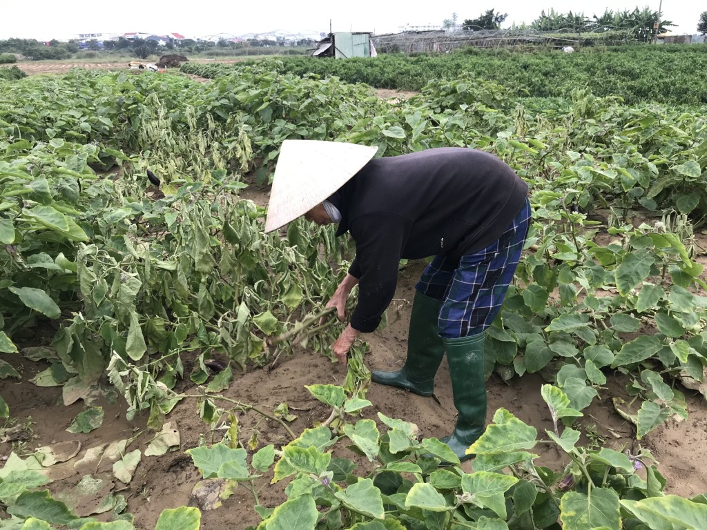 Đà Nẵng: Làng rau La Hường tiêu điều sau mưa lớn bất thường