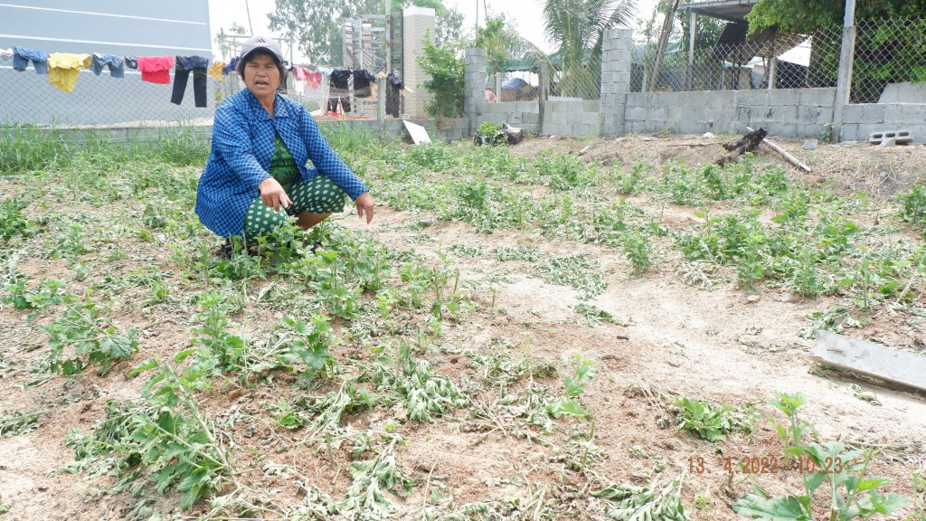 Quảng Nam: Đòi đất trên giấy không được, "chủ đất" bịt mặt đập phá hoa màu