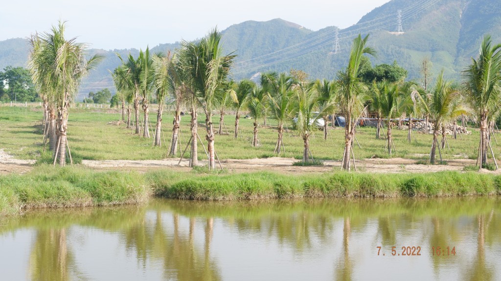 Đà Nẵng: Chia lô ruộng mía, khu du lịch tự phát 