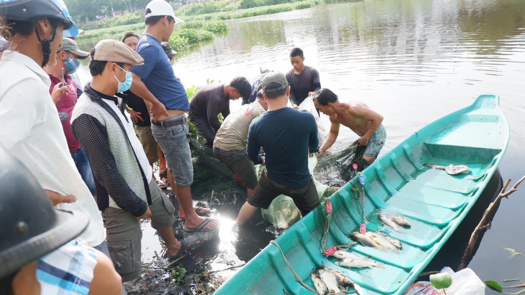 Quảng Nam Sau xả thải cá chết nổi trắng tại sông Lai Nghi