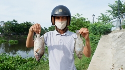 Quảng Nam: Sau xả thải, cá chết nổi lềnh bềnh tại sông Lai Nghi