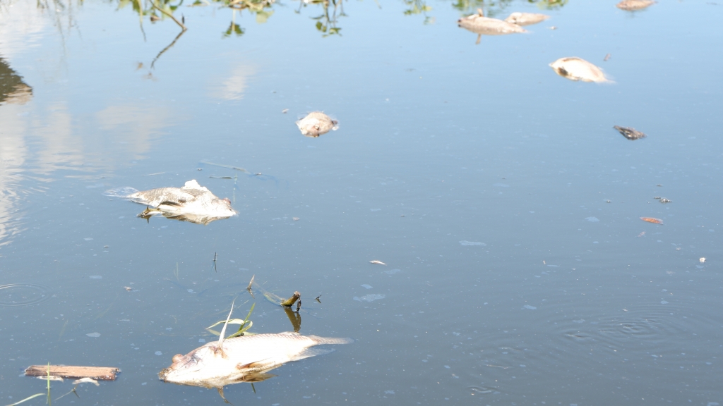 Quảng Nam: Cá bất ngờ chết trắng, xếp lớp tại khu vực sông Cổ Cò