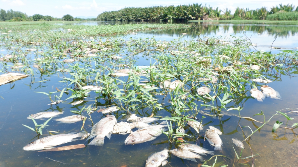 Quảng Nam: Cá bất ngờ chết trắng, xếp lớp tại khu vực sông Cổ Cò