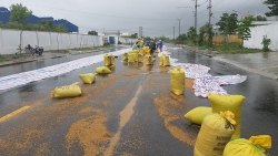 Quảng Nam: Nông dân khóc ròng với 30 tấn lúa vừa thu hoạch ướt sũng sau cơn mưa lớn