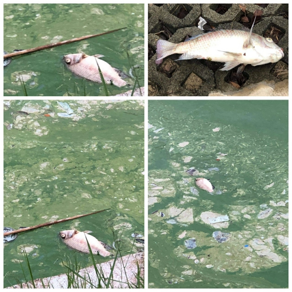 Cá chết nổi lềnh bềnh tại hồ điều hòa Trảng Kèo Hội An