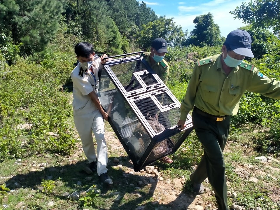 Đà Nẵng: Trăn gấm quý hiếm dài 2,5m vừa được thả về tự nhiên