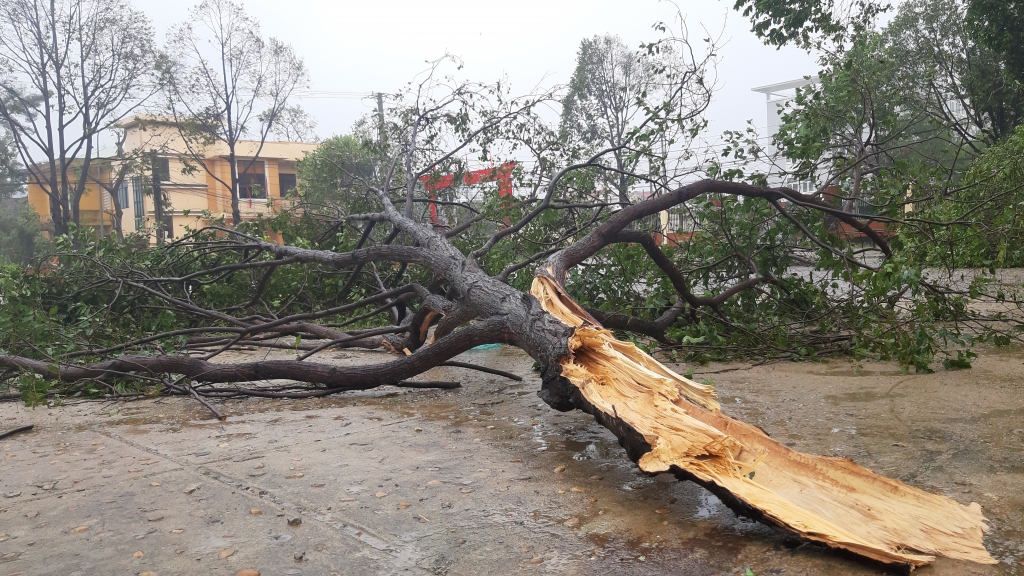 Cập nhật bão số 9: Tâm bão đang vào Quảng Ngãi, đã có có hai người tử vong