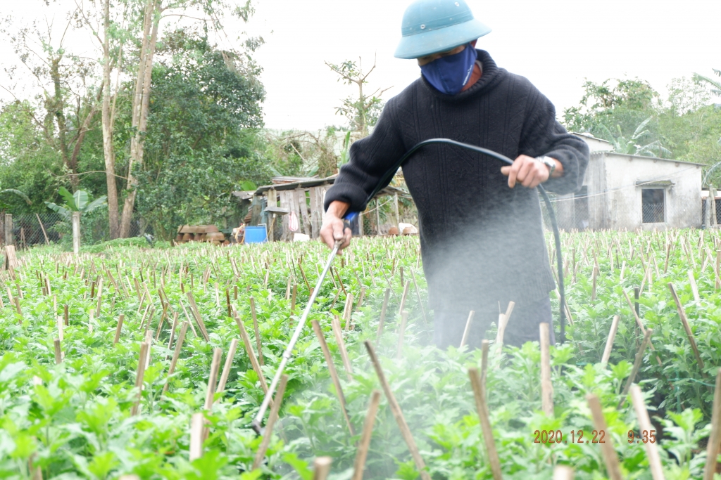 Đà Nẵng: Làng hoa Vân Dương thấp thỏm chờ Tết