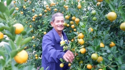 Quảng Nam: "Thủ phủ quất cảnh" vàng rực những ngày cuối năm