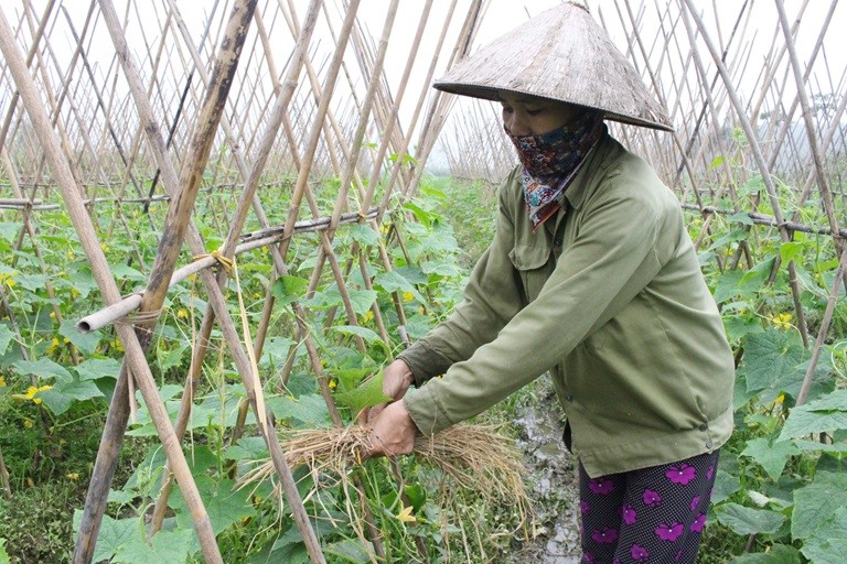 Xuất cấp giống, hóa chất sát trùng cho 11 địa phương