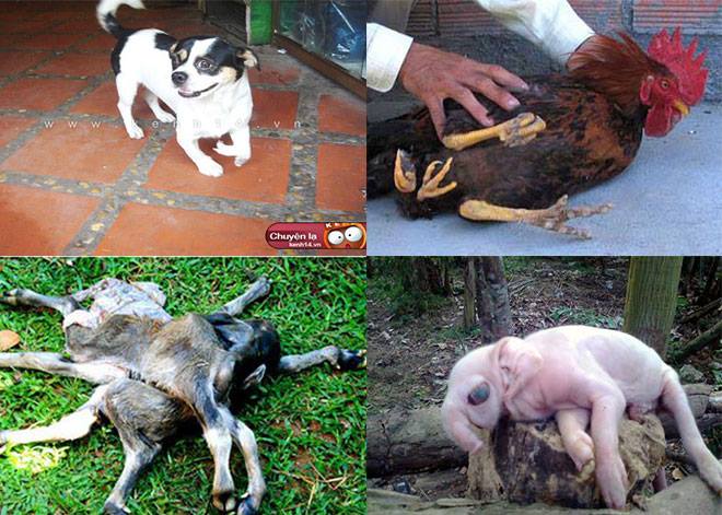 Những con vật có hình thù kỳ lạ nhất Việt Nam