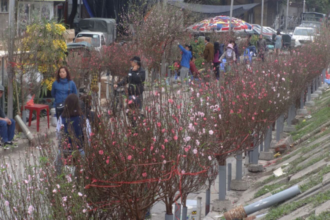 Hà Nội: Ngắm những cành đào khoe sắc thắm ở chợ hoa Tết Quảng An