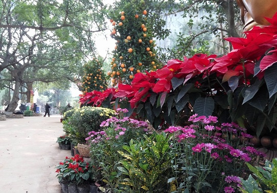 Hàng nghìn học sinh, sinh viên góp sức tạo hàng vạn nụ cười an lạc đón xuân