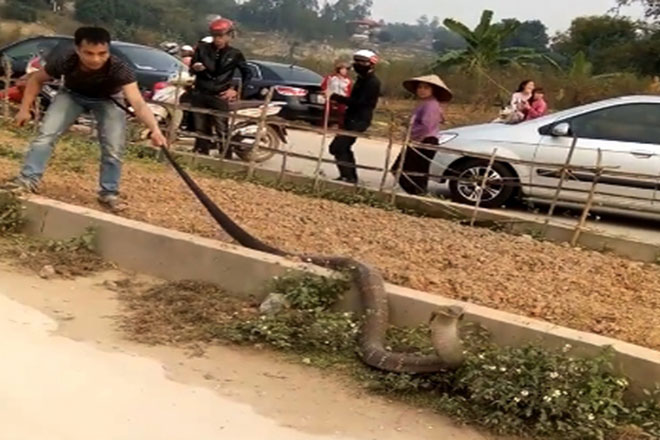 Bắt sống rắn hổ mang chúa dài 5m ở Phú Thọ