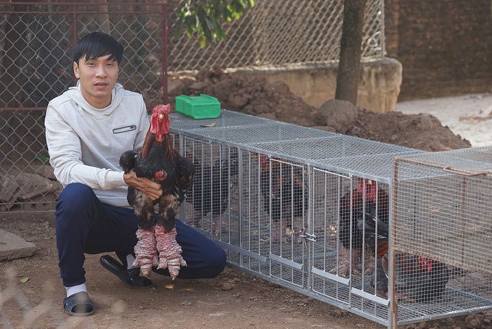 “Tròn mắt” với gà Đông Tảo giá “khủng”