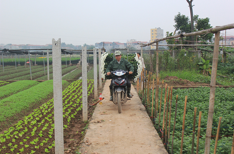 Làng hoa Tây Tựu tất bật trước tết