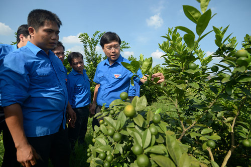 Bí thư thứ nhất Trung ương Đoàn Lê Quốc Phong thăm mô hình khởi nghiệp trong nông nghiệp của thanh niên tỉnh Tuyên Quang
