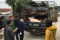 Thanh Hóa: Bắt giữ xe chở hàng chục con lợn lở mồm, long móng đi tiêu thụ