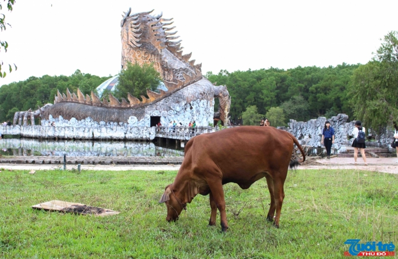 Không chỉ vậy, khuôn viên của khu du lịch bị biến thành bãi chăn thả bò của người dân