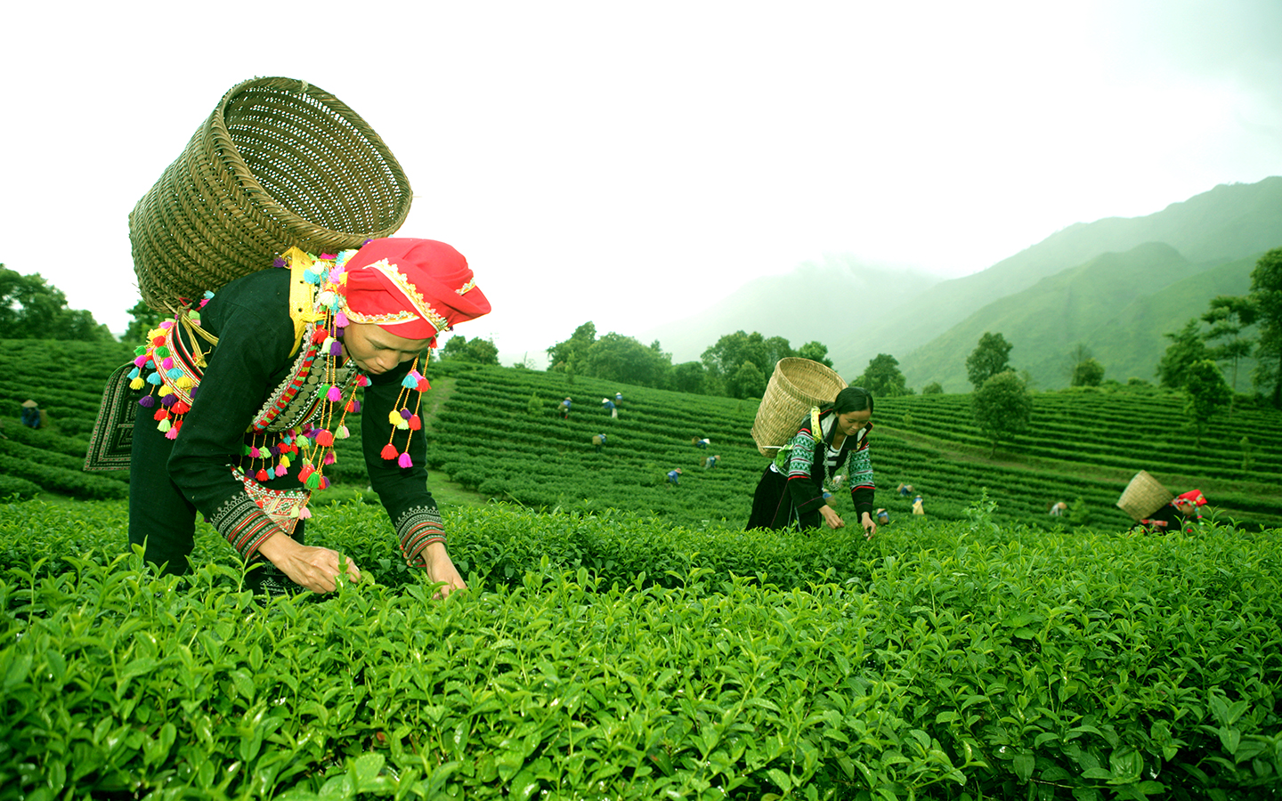 Lai Châu cần tăng cường các mô hình liên kết, hợp tác xã sản xuất