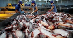 Cá tra Việt Nam đang chịu sự cạnh tranh gay gắt tại EU
