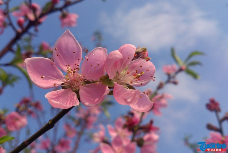 Lạng Sơn: Tìm cây hoa Đào đẹp nhất trong hơn 400 cây Đào tại Lễ hội hoa Đào Xứ Lạng