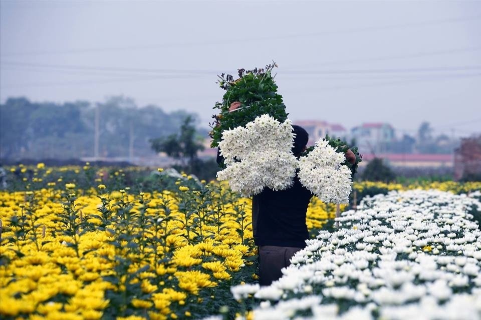 Sắc Xuân trên vùng nông thôn mới