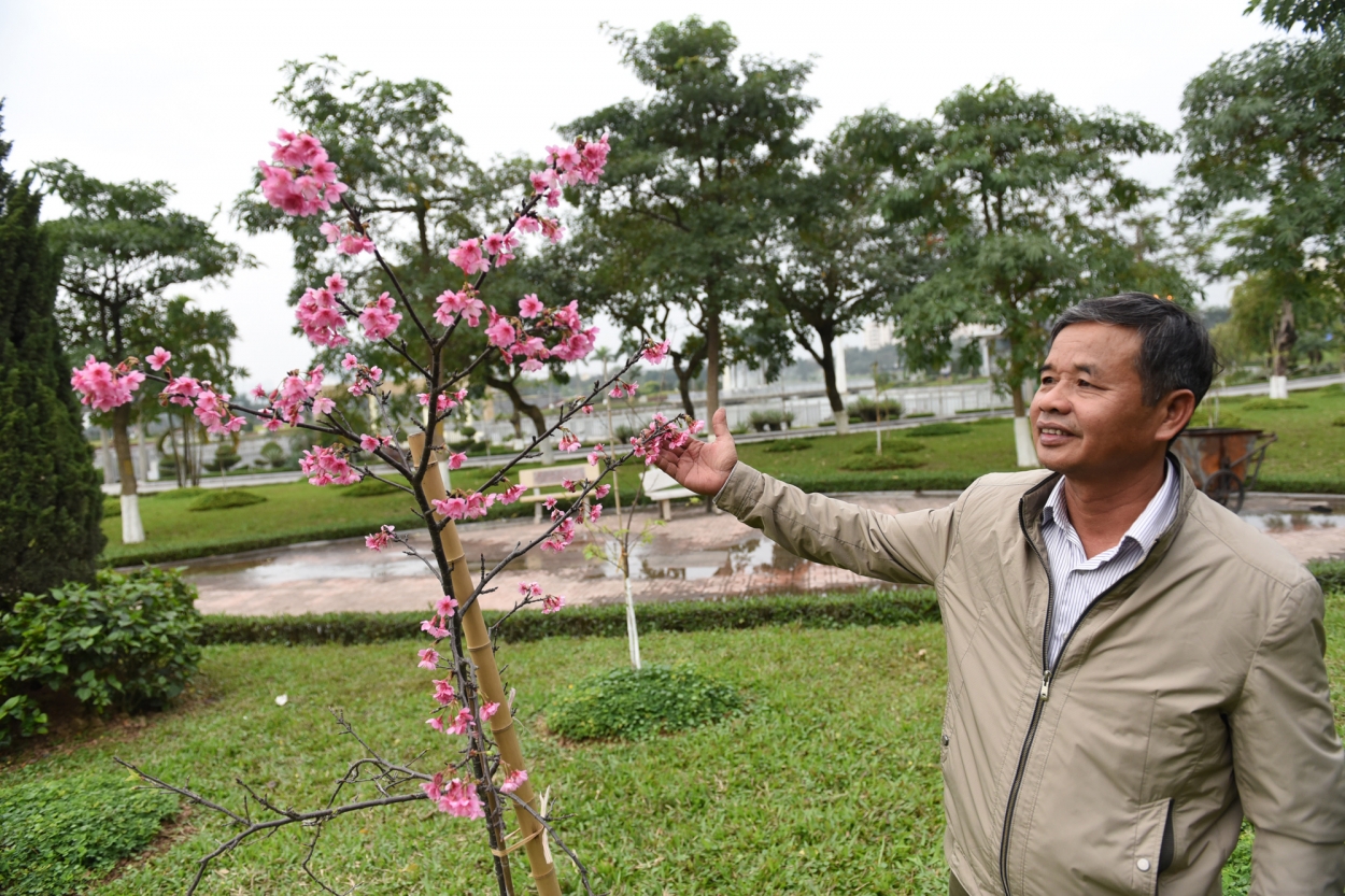 Ông Nguyễn Thanh Bình nhà tại khu Ngoại Giao đoàn là người sinh sống nhiều năm tại Nhật Bản vào công viên ngắm hoa mỗi ngày. Ông Bình khá hứng thú khi hoa anh đào năm nay nở rộ giống như hoa đào cổ truyền Việt Nam.