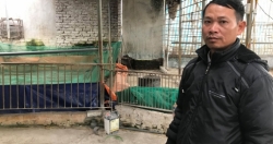 Hà Nội: Hộ chăn nuôi kêu cứu vì không được hỗ trợ tiền tiêu hủy lợn bị dịch tả châu Phi