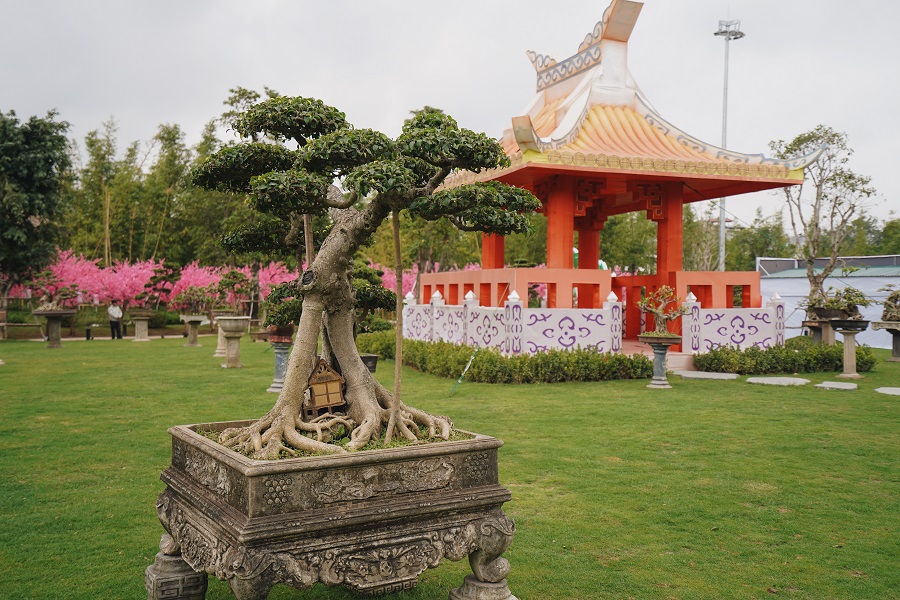 Cây Bonsai cao hơn 1m có giá cao nhất, được trưng bày tại Lễ hội