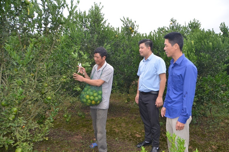 Đồng bào dân tộc Dao ở Bắc Sơn trồng cam cho thu nhập cao