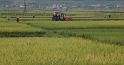 Xuân về trên “cánh đồng” nông thôn mới Lục Nam