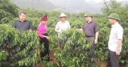 Ấm no nông thôn mới trên xứ hoa đào Sơn La