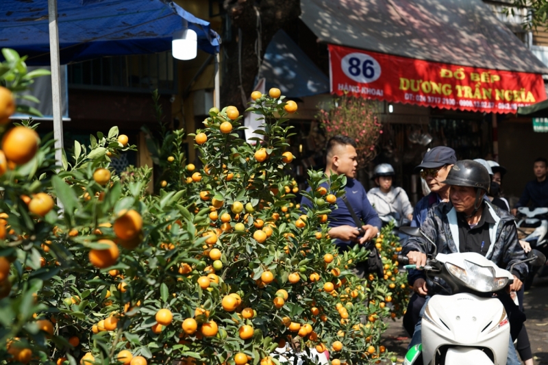 Quất cảnh rực vàng trong nắng