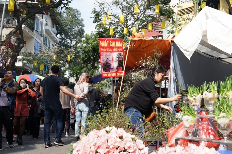 Nhất chi mai - phải là những người sành hoa mai mới hiểu hết được ý nghĩa và giá trị của nó