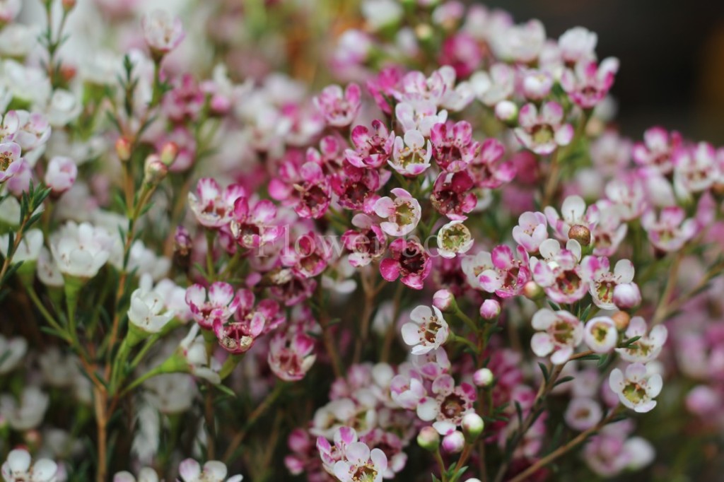 30 Tết, các gia đình trang trí nhà cửa đón tết với nhiều loại hoa