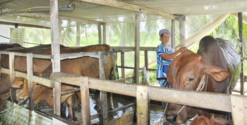 Nuôi bò (thịt và sữa) đang có chiều hướng phát triển nhờ hiệu quả cao