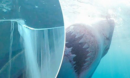 Bể chứa 13 con cá mập bị nứt vỡ như phim kinh dị ở Mexico